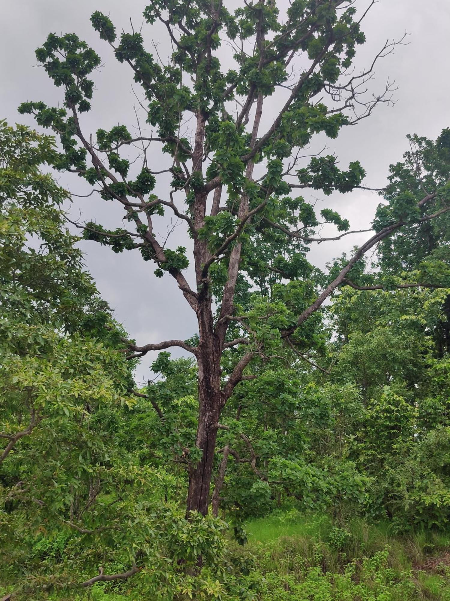 Surwahi Social Ecoestate Kanha Luaran gambar